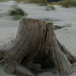 Tree stump on beach