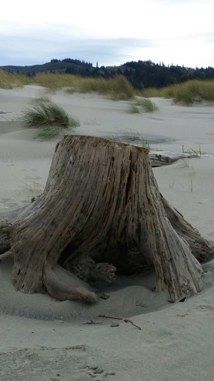 Tree stump on beach