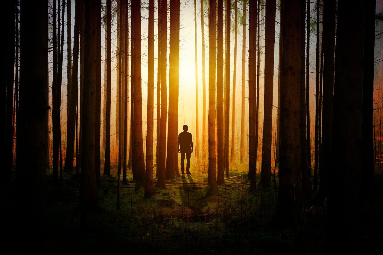 light and shadow man in forest